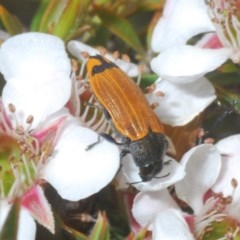 Castiarina balteata (A jewel beetle) at Tinderry Mountains - 21 Nov 2020 by Harrisi