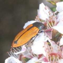 Castiarina subpura (A jewel beetle) at Tinderry, NSW - 21 Nov 2020 by Harrisi