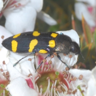 Castiarina inconspicua (A jewel beetle) at Tinderry Mountains - 20 Nov 2020 by Harrisi