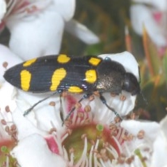 Castiarina inconspicua (A jewel beetle) at Tinderry, NSW - 20 Nov 2020 by Harrisi