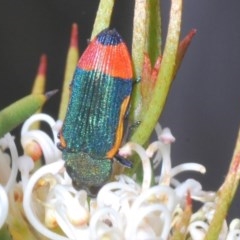 Castiarina kerremansi (A jewel beetle) at Tinderry, NSW - 20 Nov 2020 by Harrisi