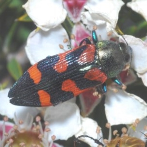 Castiarina helmsi at Tinderry, NSW - 21 Nov 2020 05:01 AM