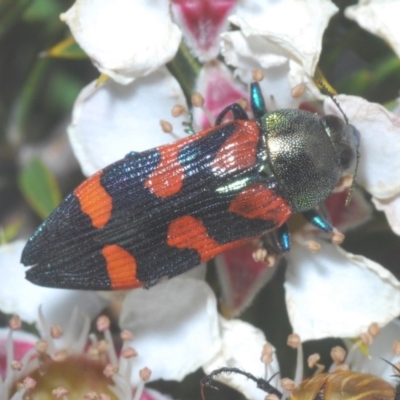 Castiarina helmsi (A jewel beetle) at Tinderry Mountains - 20 Nov 2020 by Harrisi