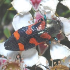 Castiarina helmsi (A jewel beetle) at Tinderry, NSW - 20 Nov 2020 by Harrisi