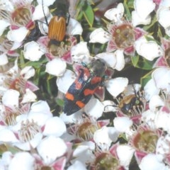 Castiarina helmsi at Tinderry, NSW - 21 Nov 2020 05:01 AM