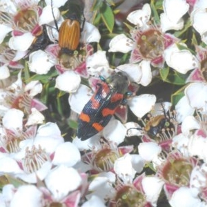 Castiarina helmsi at Tinderry, NSW - 21 Nov 2020 05:01 AM