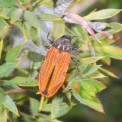 Castiarina erythroptera (Lycid Mimic Jewel Beetle) at Tinderry Mountains - 21 Nov 2020 by Harrisi