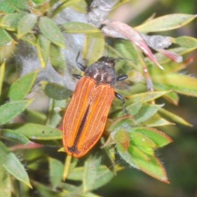 Castiarina erythroptera (Lycid Mimic Jewel Beetle) at Tinderry, NSW - 21 Nov 2020 by Harrisi