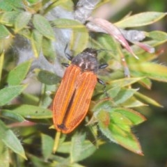 Castiarina erythroptera (Lycid Mimic Jewel Beetle) at Tinderry Mountains - 20 Nov 2020 by Harrisi