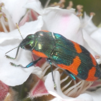 Castiarina supergrata (A jewel beetle) at Tinderry Mountains - 20 Nov 2020 by Harrisi