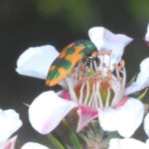 Castiarina hilaris at Tinderry, NSW - 21 Nov 2020