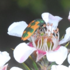 Castiarina hilaris (A jewel beetle) at Tinderry, NSW - 20 Nov 2020 by Harrisi