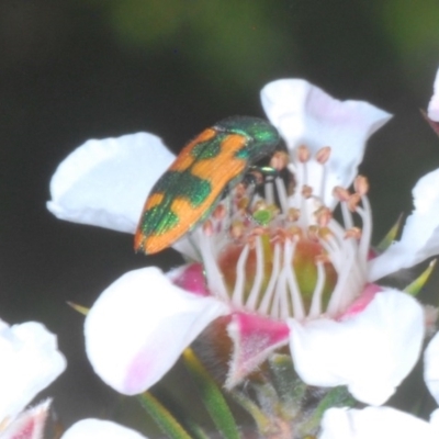 Castiarina hilaris (A jewel beetle) at Tinderry Mountains - 20 Nov 2020 by Harrisi