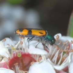 Castiarina flavopicta (Flavopicta jewel beetle) at Tinderry, NSW - 20 Nov 2020 by Harrisi