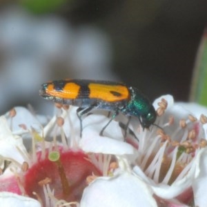 Castiarina flavopicta at Tinderry, NSW - 21 Nov 2020