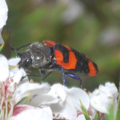 Castiarina kershawi (A jewel beetle) at Tinderry Mountains - 20 Nov 2020 by Harrisi