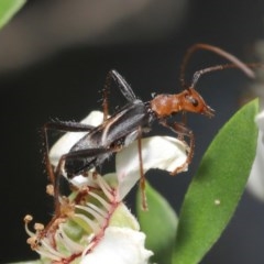 Zoedia divisa (Zoedia longhorn beetle) at Acton, ACT - 19 Nov 2020 by TimL