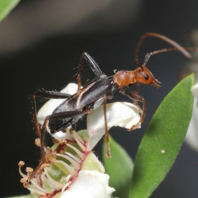 Zoedia divisa (Zoedia longhorn beetle) at Acton, ACT - 20 Nov 2020 by TimL