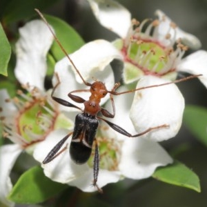 Zoedia divisa at Acton, ACT - 20 Nov 2020