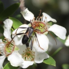 Zoedia divisa at Acton, ACT - 20 Nov 2020