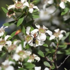 Zoedia divisa at Acton, ACT - 20 Nov 2020