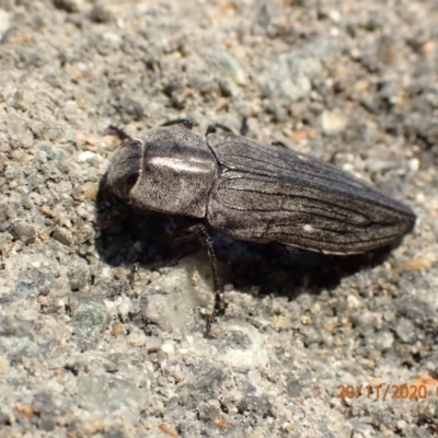 Merimna atrata (Merimna atrata) at Pialligo, ACT - 19 Nov 2020 by FeralGhostbat