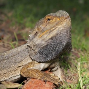 Pogona barbata at Acton, ACT - suppressed