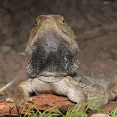 Pogona barbata at Acton, ACT - suppressed