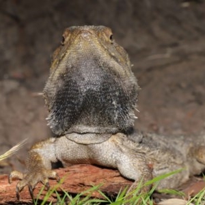 Pogona barbata at Acton, ACT - suppressed