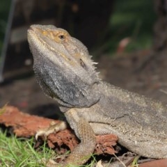 Pogona barbata at Acton, ACT - suppressed