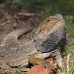 Pogona barbata at Acton, ACT - 20 Nov 2020