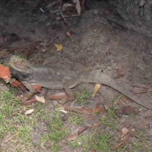 Pogona barbata at Acton, ACT - suppressed