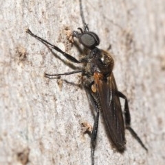 Bibio imitator (Garden maggot) at ANBG - 19 Nov 2020 by TimL