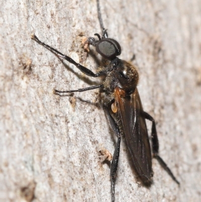 Bibio imitator (Garden maggot) at ANBG - 19 Nov 2020 by TimL