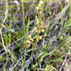 Juncus (genus) (A Rush) at Jerrabomberra, NSW - 21 Nov 2020 by Wandiyali