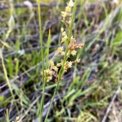 Juncus sp. (A Rush) at Wandiyali-Environa Conservation Area - 21 Nov 2020 by Wandiyali