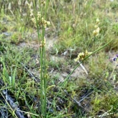 Juncus sp. at Jerrabomberra, NSW - 21 Nov 2020 08:30 PM