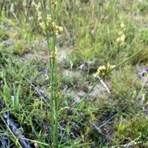 Juncus sp. at Jerrabomberra, NSW - 21 Nov 2020 08:30 PM