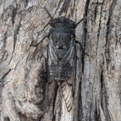 Psaltoda moerens (Redeye cicada) at Lions Youth Haven - Westwood Farm A.C.T. - 21 Nov 2020 by HelenCross