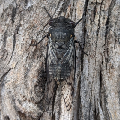 Psaltoda moerens (Redeye cicada) at Lions Youth Haven - Westwood Farm - 21 Nov 2020 by HelenCross