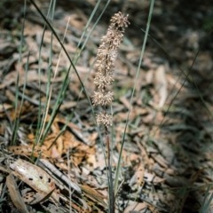 Lomandra multiflora (Many-flowered Matrush) at Bundanoon - 20 Nov 2020 by Boobook38