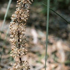 Lomandra multiflora at Bundanoon - 20 Nov 2020 10:43 PM