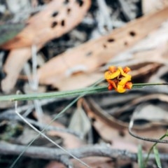 Daviesia alata at Bundanoon, NSW - 20 Nov 2020 by Boobook38