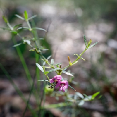 Mirbelia rubiifolia (Heathy Mirbelia) at Bundanoon, NSW - 20 Nov 2020 by Boobook38