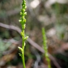 Microtis parviflora (Slender Onion Orchid) at Bundanoon - 20 Nov 2020 by Boobook38