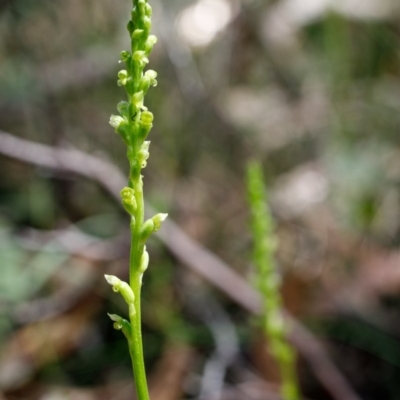 Microtis parviflora (Slender Onion Orchid) at Bundanoon, NSW - 20 Nov 2020 by Boobook38