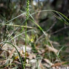 Microtis parviflora at Bundanoon - suppressed