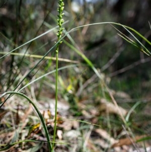 Microtis parviflora at Bundanoon - 20 Nov 2020