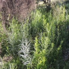 Senecio hispidulus (Hill Fireweed) at Conder, ACT - 19 Oct 2020 by michaelb