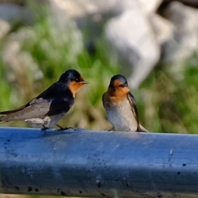 Hirundo neoxena (Welcome Swallow) at Melba, ACT - 21 Nov 2020 by Kurt